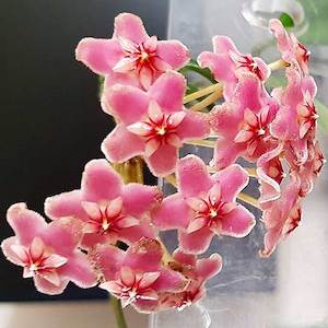 Hoyas: Hoya pubicalyx 'Pink Susi'