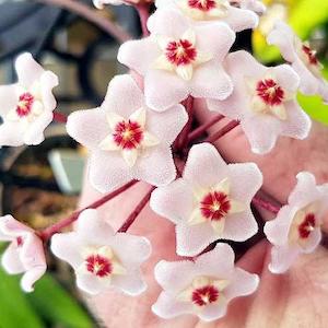 Hoyas: Hoya carnosa