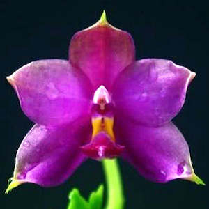 Phal. violacea var coerulea 'KF-lan' x self