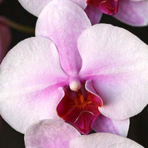 Phalaenopsis Moth Orchids 1: Phal. Princess Sakura
