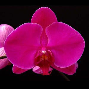 Phal. Taipei 101