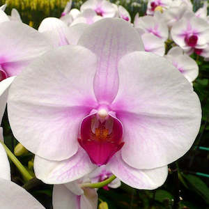 Phalaenopsis Moth Orchids 1: Phal. First Love