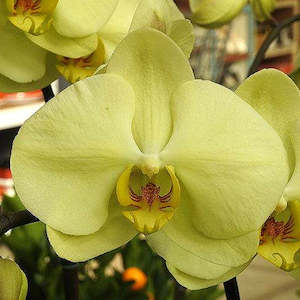 Phal. Star Green Beauty