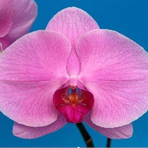 Phal. Ming Hsing Harmony