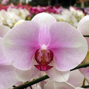 Phal. Gu Keng Beauty
