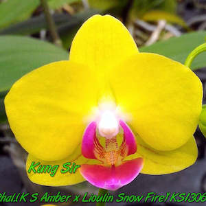 Phal. KS Little Yellow
