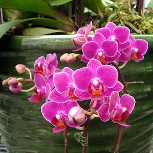Phalaenopsis Moth Orchids 1: Phal. Sogo Yenlin 'Coffee'