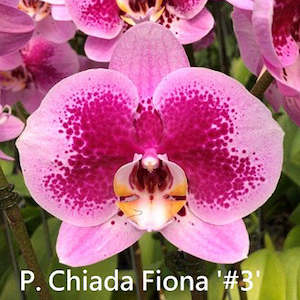 Phalaenopsis Moth Orchids 1: Phal. Chiada Fiona '#3'