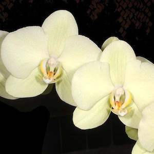 Phalaenopsis Moth Orchids 1: Phal. Unimax Moonight