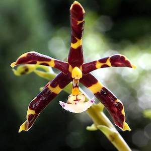 Phal. mannii x sib (Dark) P2004