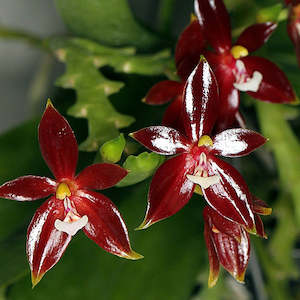 Phal. cornu-cervi var. vini 'Wan-Kou' (MC) PM235