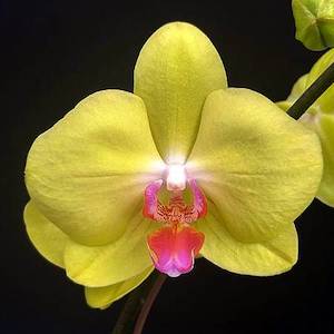 Phalaenopsis Moth Orchids 1: Phal. Fuller's Sunset JB2035