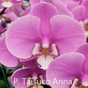 Phalaenopsis Moth Orchids 1: Phal. Taisuco Anna DSH04