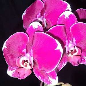 Phal. Fuller's 3545 'Iowa FL89195' AM/AOS
