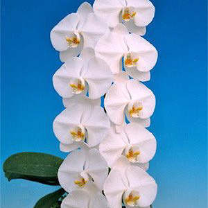 Phal. Sogo Yukidian