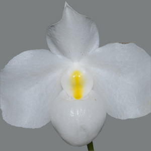 Paph. delenatii fma. alba