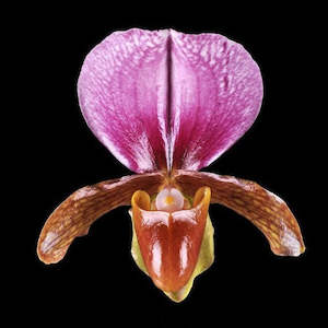 Paph. charlesworthii x sib