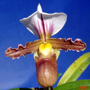 Species: Paph. tranlienianum x sib
