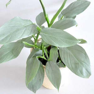 Philodendron hastatum (Silver Sword)