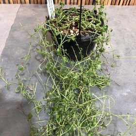 Hhouseplants: Senecio Peregrinus (String of Dolphins)