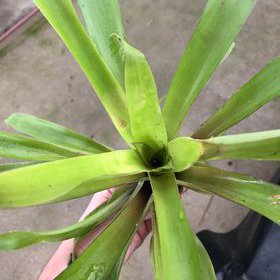 Hhouseplants: Tillandsia somnians