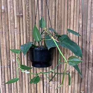 Hhouseplants: Philodendron hederaceum (Heart Leaf)