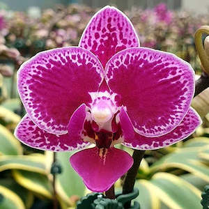 Ross The Bosss Picks: Phal. Chia E Yenlin 'Variegated'