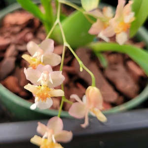 Flowering Plants: Onc. Twinkle 'Fantasy'