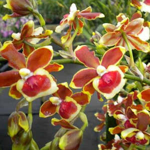 Oncidiums: Onc. Jimbo 'Swarm' (syn. Burrageara)
