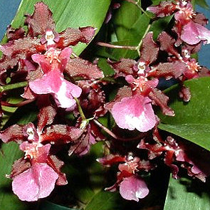 Oncidiums: Onc. Sharry Baby 'Red Fantasy'