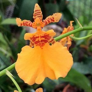 Onc. Gower Ramsey 'Orange Delight'