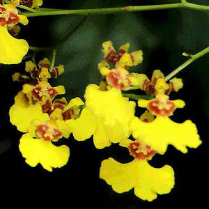 Oncidiums: Gomesa flexuosa