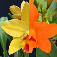 Cattleyas: C. Lucky Chance x Rth. Hsinying Topaz 'Orange' (FLASK)