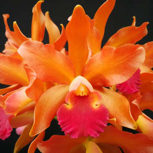 Cattleyas: Rth. Nobile's Ambar x C. Brabantiae