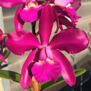 Cattleyas: C. Lucy Chua "Hot Hot' x Lucy Chua 'Pink'