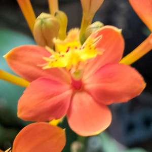 Cattleyas: Epi. Sun Valley x Moran