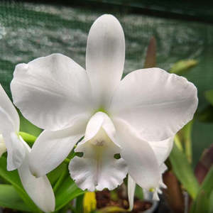 Cattleyas: C. White Bridal 'Yuki' x walkeriana 'alba'