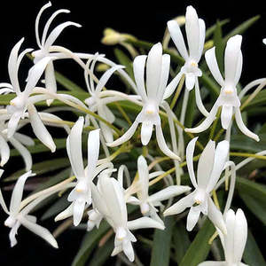 Other Genera: V. (Neof.) falcata (Amani) 'White Snow' x self