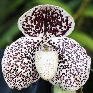 Other Genera: Paph. Champagne Fight x micranthum