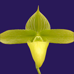 Other Genera: Paph. sukhakulii fma. aureum
