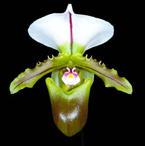 Other Genera: Paph. spicerianum 'Hua Tan' x sib