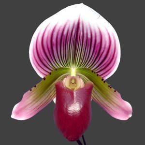 Other Genera: Paph. Shin-Yi Apple x Hung Sheng Bay