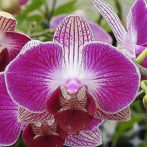 Phalaenopsis Moth Orchids 1: Phal. Dragon Tree Paradise BJM2