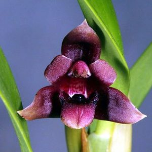 Species: Max. variabilis