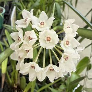 Hoyas: Hoya shepherdii