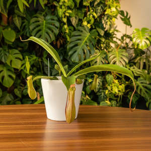 Hhouseplants: Nepenthes alata