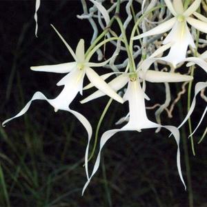 Other Genera: Dendrophylax lindenii (syn. Polyrrhiza lindenii) (FLASK)