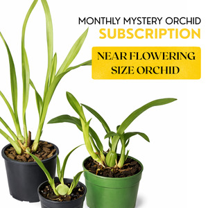 Subscription - Near Flowering Size Orchid