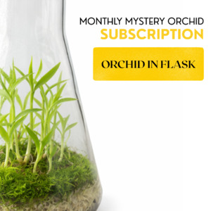 Subscription - Orchid in Flask