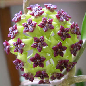Hoyas: Hoya cinnamomifolia